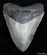 Highly Serrated Inch Megalodon Tooth #2824-1